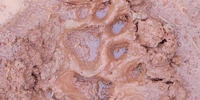 Alerta: morador identifica pegadas de onça-pintada em bairro de Sena Madureira