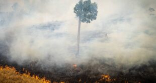 Queimadas: impacto da fumaça durante décadas pode reduzir em anos a expectativa de vida no Acre