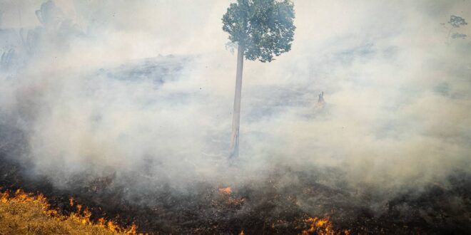 Queimadas: impacto da fumaça durante décadas pode reduzir em anos a expectativa de vida no Acre