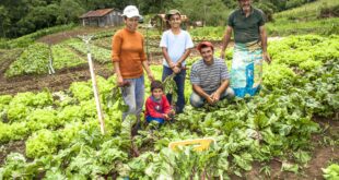 Terceirizadas são ‘maior desafio’ para compras públicas da agricultura familiar, diz Conab