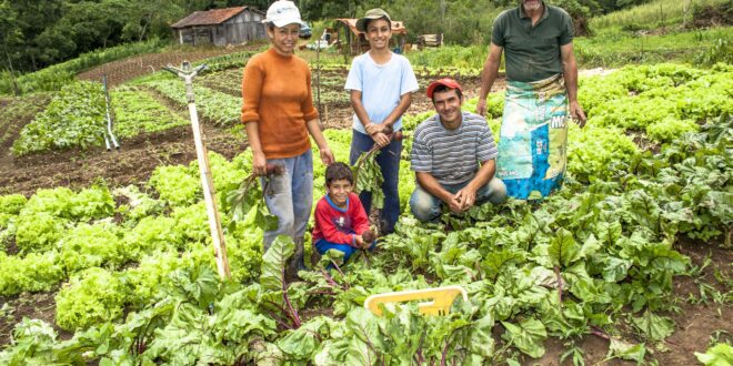 Terceirizadas são ‘maior desafio’ para compras públicas da agricultura familiar, diz Conab