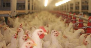 Gripe aviária: surto está limitado ao RS que montou barreiras sanitárias para conter