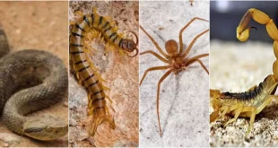 Acre tem a 2ª taxa mais alta de acidentes com animais peçonhentos da Região Norte. Profissionais de saúde recebem capacitação para atender