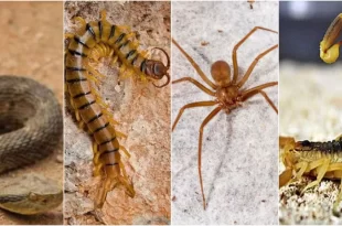Acre tem a 2ª taxa mais alta de acidentes com animais peçonhentos da Região Norte. Profissionais de saúde recebem capacitação para atender