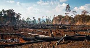 Governo federal anuncia financiamento recorde do Fundo Amazônia para combate ao desmatamento