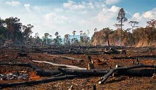 Governo federal anuncia financiamento recorde do Fundo Amazônia para combate ao desmatamento