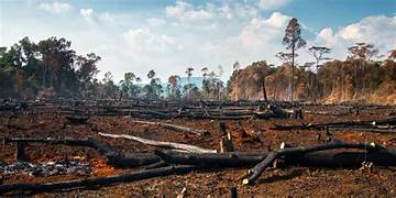 Governo federal anuncia financiamento recorde do Fundo Amazônia para combate ao desmatamento