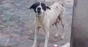 Amor de mãe: cadela comove ao pedir ajuda para salvar filhote ferido