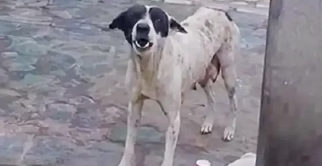 Amor de mãe: cadela comove ao pedir ajuda para salvar filhote ferido