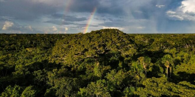 Acre apresenta redução de 16% nos alertas de desmatamento no primeiro semestre de 2025