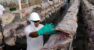 Exportações de carne para os EUA despencam e Marfrig suspende produção em Mato Grosso