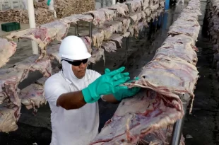 Exportações de carne para os EUA despencam e Marfrig suspende produção em Mato Grosso