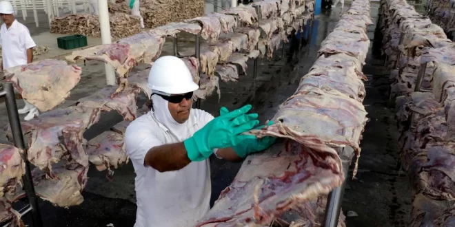 Exportações de carne para os EUA despencam e Marfrig suspende produção em Mato Grosso