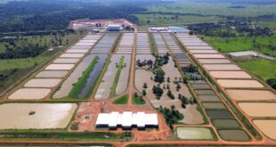 Triste fim: justiça lança edital de alienação judicial de ativos da massa falida da Peixes da Amazônia S.A.