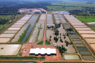 Triste fim: justiça lança edital de alienação judicial de ativos da massa falida da Peixes da Amazônia S.A.