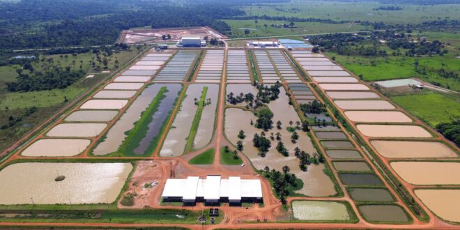 Triste fim: justiça lança edital de alienação judicial de ativos da massa falida da Peixes da Amazônia S.A.