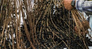 Feijó terá primeira indústria de açaí com Indicação Geográfica da fruta no Brasil