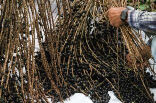 Feijó terá primeira indústria de açaí com Indicação Geográfica da fruta no Brasil