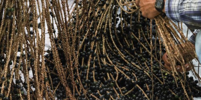 Feijó terá primeira indústria de açaí com Indicação Geográfica da fruta no Brasil