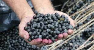 Governo anuncia compra de sete itens de produtores afetados por tarifas dos EUA