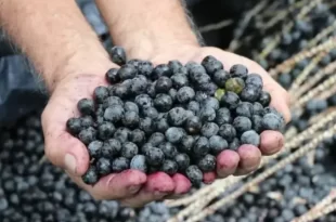 Governo anuncia compra de sete itens de produtores afetados por tarifas dos EUA