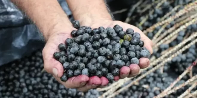 Governo anuncia compra de sete itens de produtores afetados por tarifas dos EUA