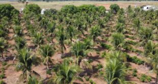 Projeto de reintegração social possibilita trabalho a detentos em propriedade rural