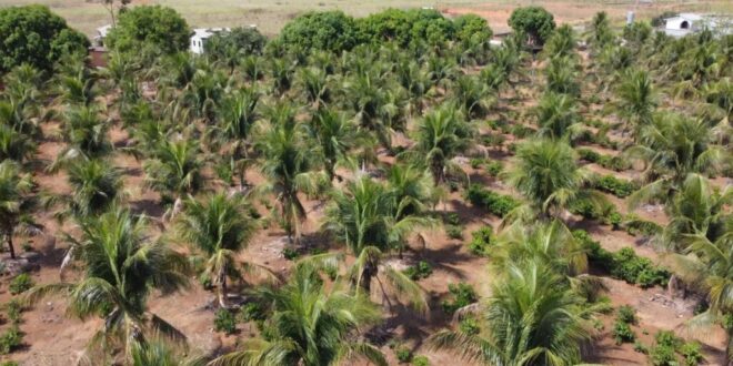 Projeto de reintegração social possibilita trabalho a detentos em propriedade rural