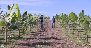 Idaf identifica foco de praga em plantação de banana em Rodrigues Alves