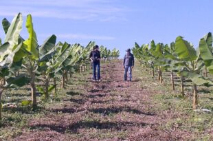 Idaf identifica foco de praga em plantação de banana em Rodrigues Alves