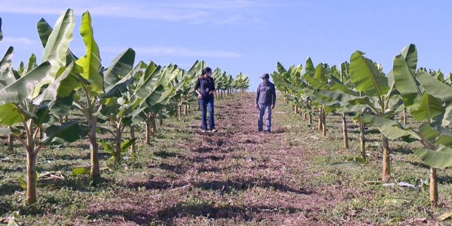 Idaf identifica foco de praga em plantação de banana em Rodrigues Alves