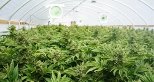 Cannabis é considerada a “nova soja” e pode render quase R$ 6 bilhões ao Brasil