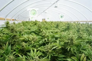 Cannabis é considerada a “nova soja” e pode render quase R$ 6 bilhões ao Brasil