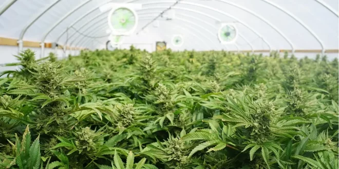 Cannabis é considerada a “nova soja” e pode render quase R$ 6 bilhões ao Brasil