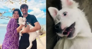 Cão surdo é adotado por casal com deficiência auditiva e é adestrado em libras