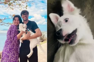 Cão surdo é adotado por casal com deficiência auditiva e é adestrado em libras