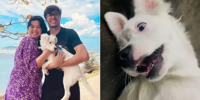 Cão surdo é adotado por casal com deficiência auditiva e é adestrado em libras