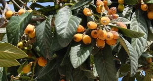 Bem viver: nêspera é uma fruta rica em antioxidantes e pode ajudar a manter a saúde do fígado
