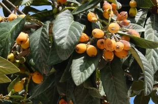 Bem viver: nêspera é uma fruta rica em antioxidantes e pode ajudar a manter a saúde do fígado