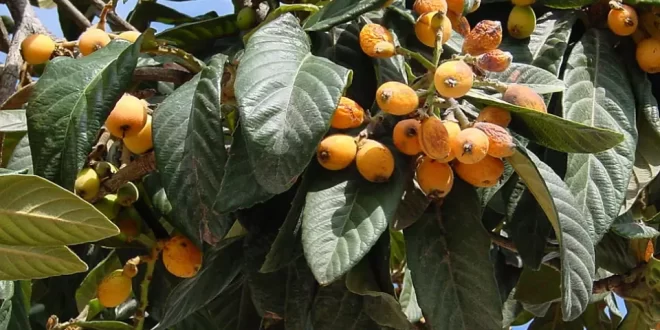 Bem viver: nêspera é uma fruta rica em antioxidantes e pode ajudar a manter a saúde do fígado