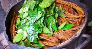 Governo do Acre institui Grupo de Trabalho sobre regulamentação do uso de plantas da ayahuasca