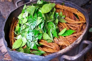 Governo do Acre institui Grupo de Trabalho sobre regulamentação do uso de plantas da ayahuasca