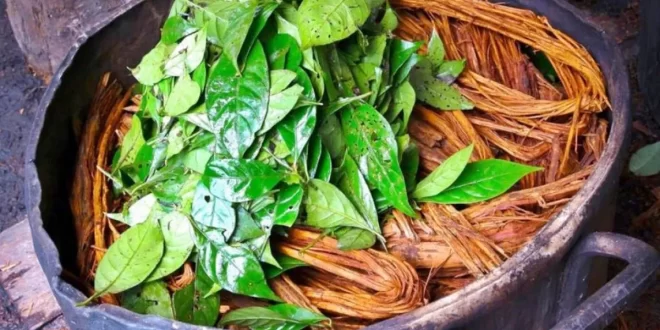 Governo do Acre institui Grupo de Trabalho sobre regulamentação do uso de plantas da ayahuasca