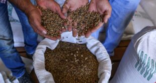 Café no Acre tem segunda maior alta na produção agrícola
