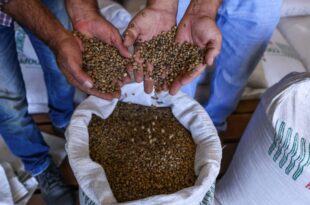 Café no Acre tem segunda maior alta na produção agrícola
