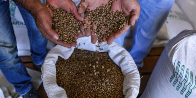Café no Acre tem segunda maior alta na produção agrícola