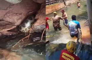 Sucuri de 5 metros é resgatada em balneário de Goiás e devolvida à natureza