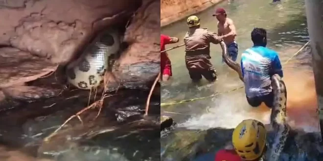 Sucuri de 5 metros é resgatada em balneário de Goiás e devolvida à natureza