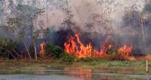 Agrogolpistas: desmatador histórico do Pantanal financiou bloqueios golpistas em rodovias