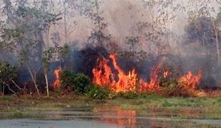 Agrogolpistas: desmatador histórico do Pantanal financiou bloqueios golpistas em rodovias